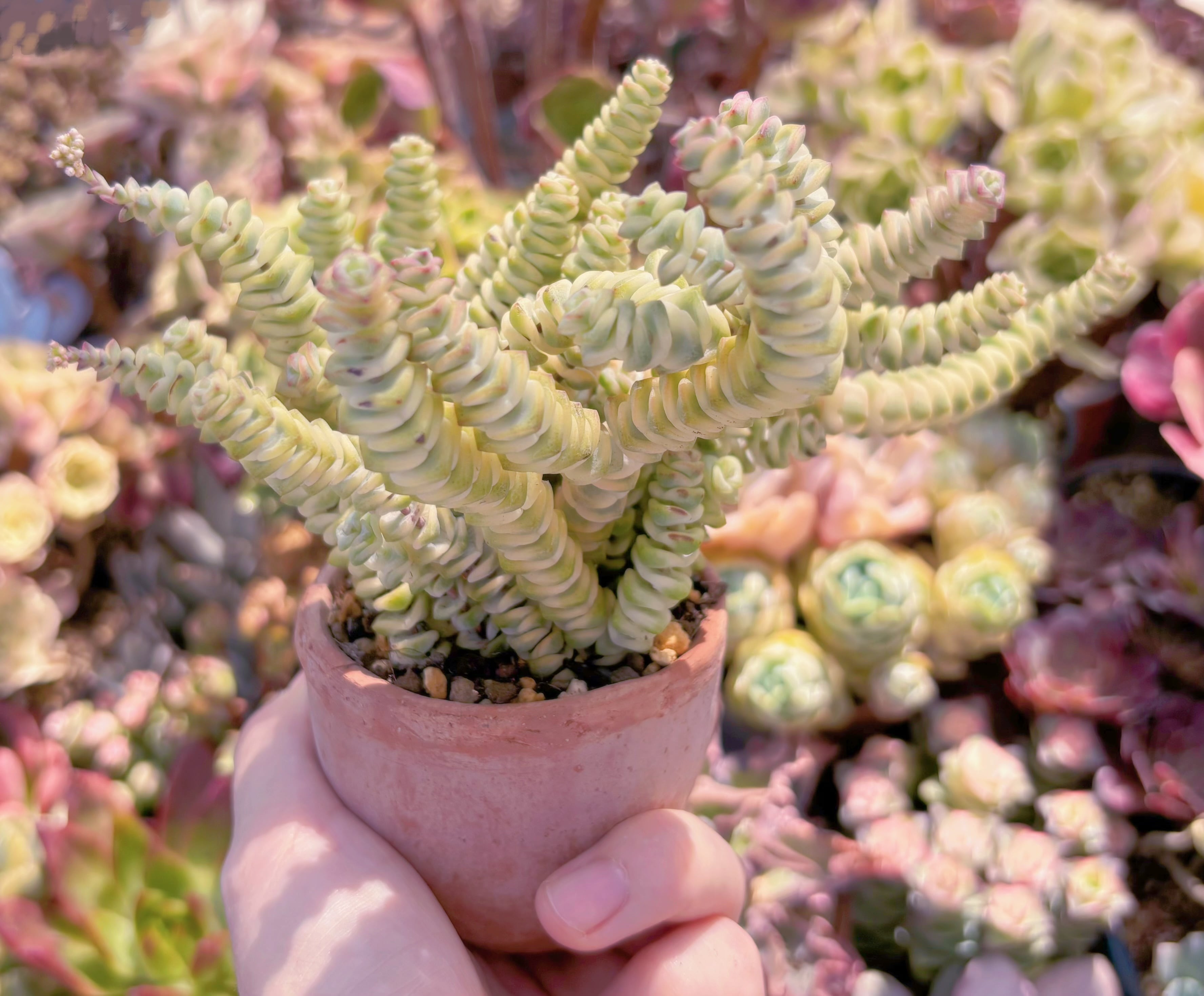 多肉植物 ファンタジー錦(15頭) 新入荷 るる農園 | るる農園~多肉植物専門