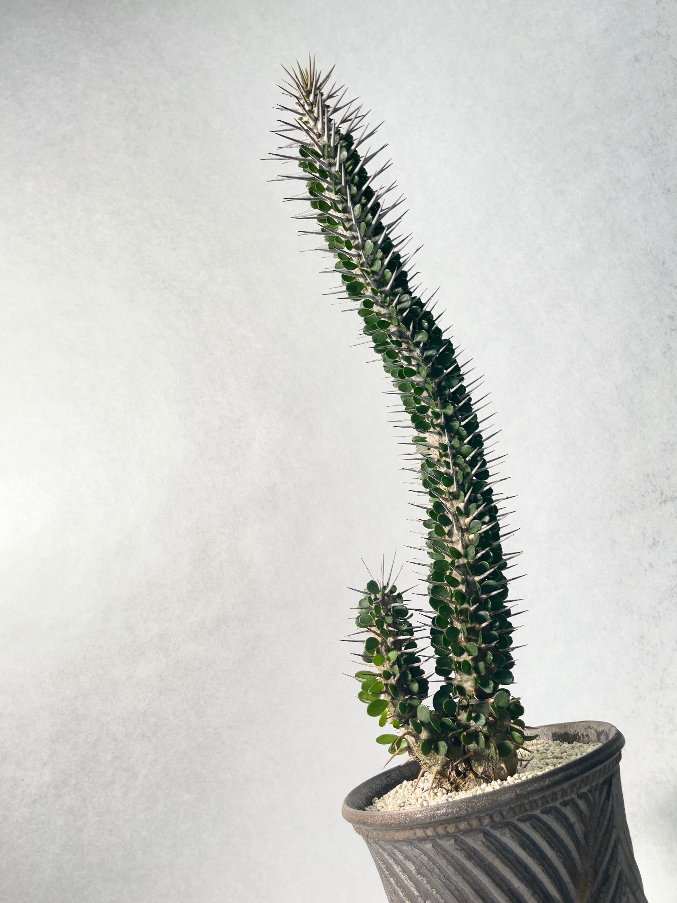 アローディア・モンタグナッキー | trigger