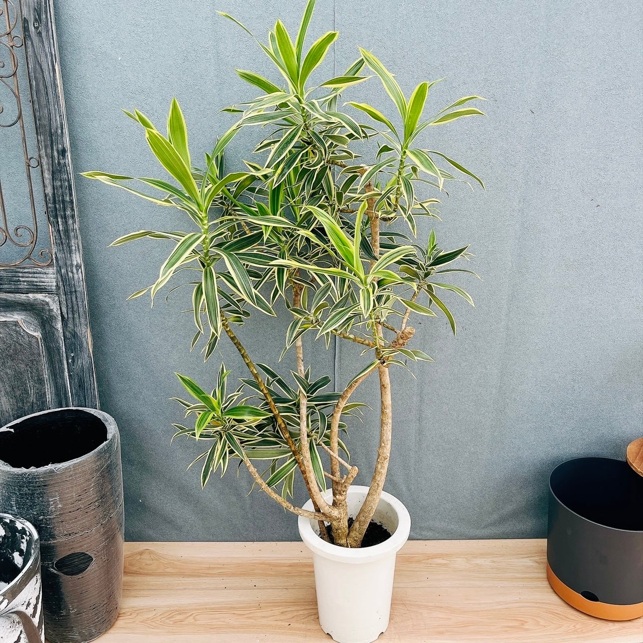 現品］6A ビロウヤシ 8号 観葉植物 大型 ヤシ プラスチック鉢 南国風