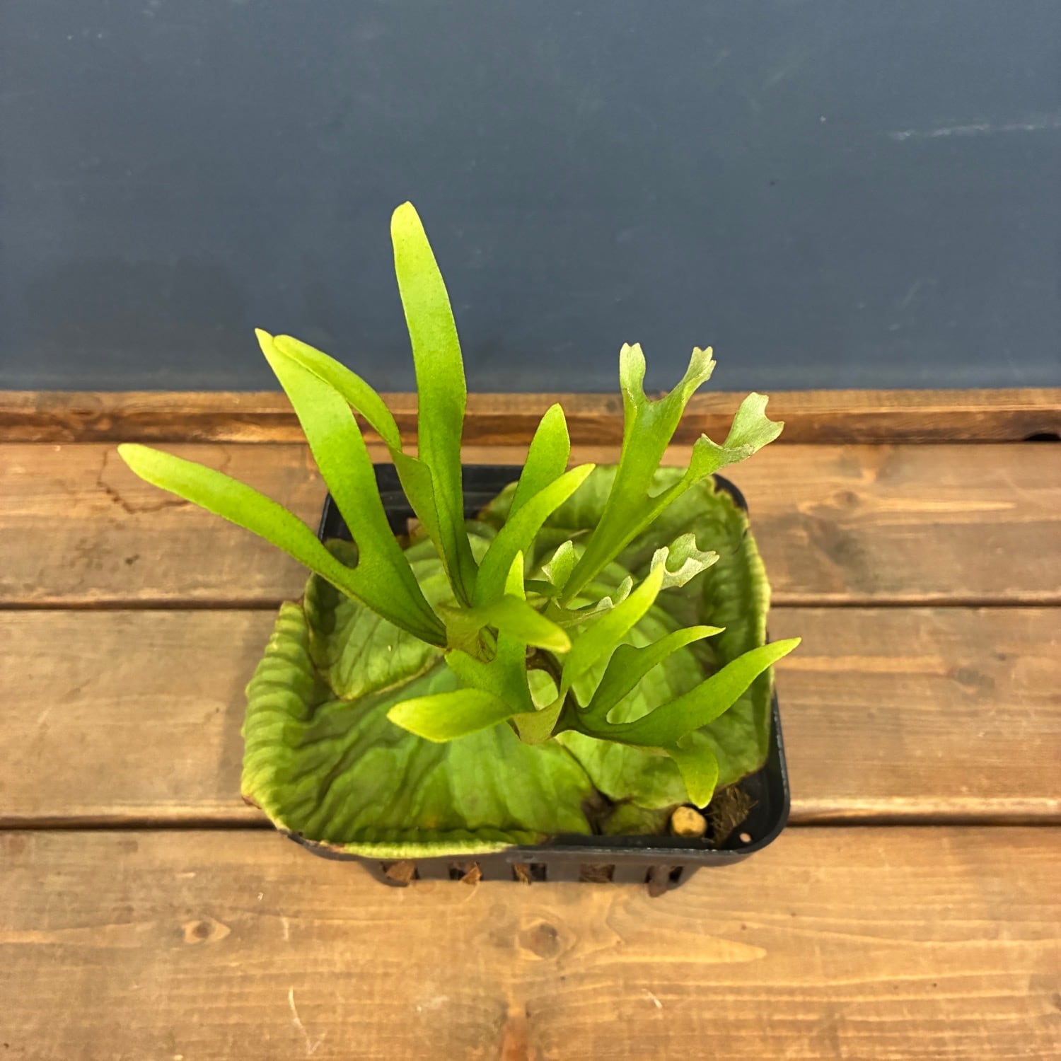 秋の植え替えフェア対象】【伊藤蟻】ビカクシダ リドレイ (upright