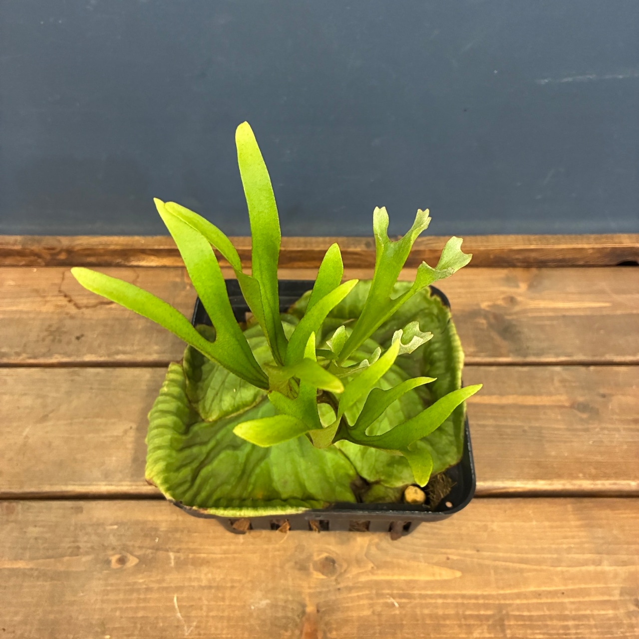 【新着3日限定10%OFF】【伊藤蟻】ビカクシダ リドレイ (upright cluster fronds #1) sporeling【573】