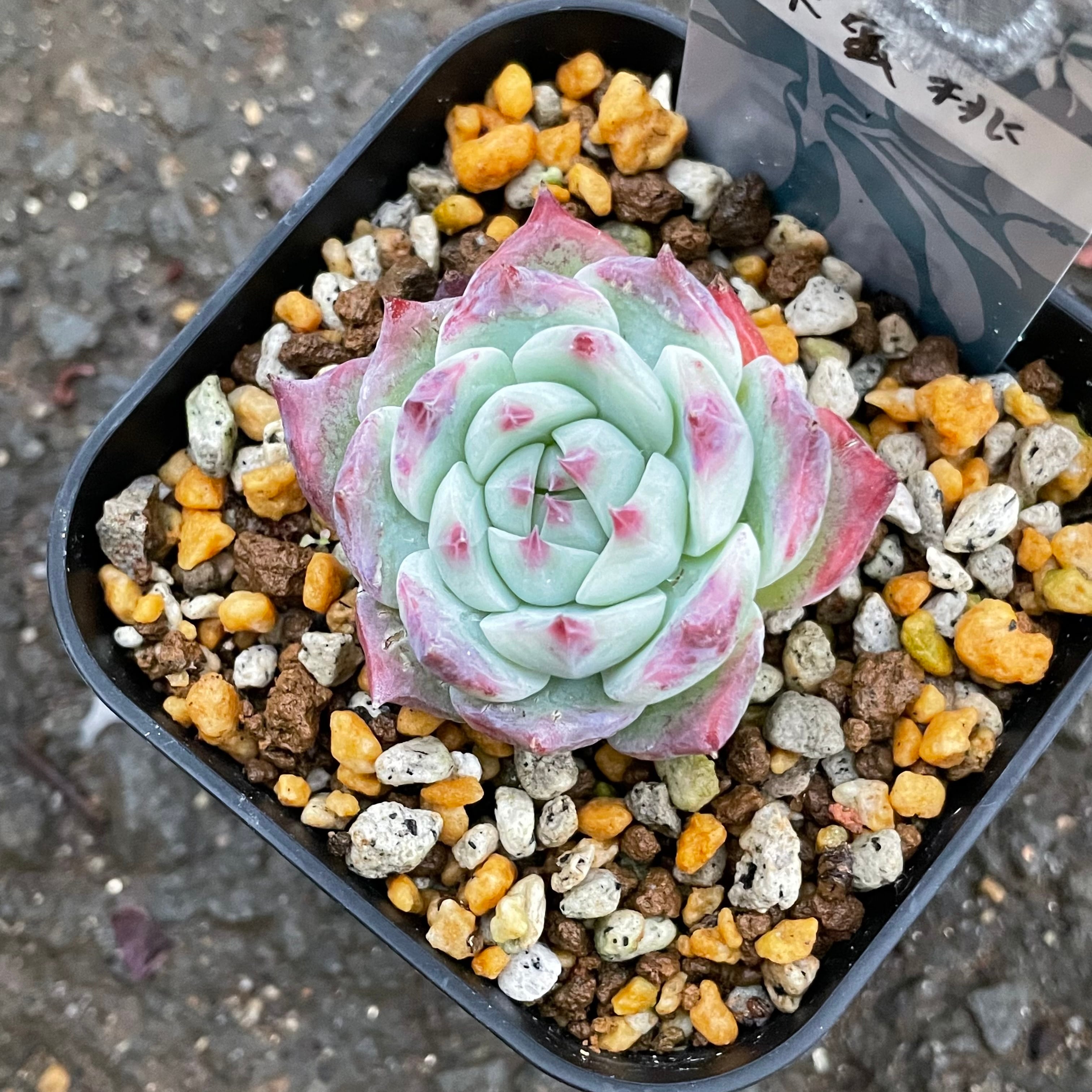 多肉植物　プリドニス錦 大苗  抜き苗【特定記録付】 多肉植物 プリドニス錦 大苗 抜き苗【特定記録付