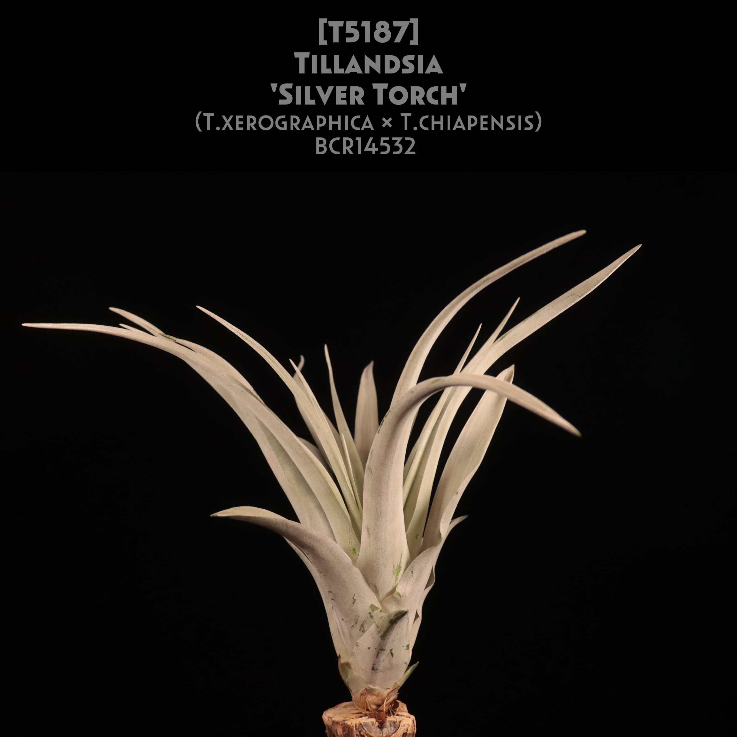 【イベント先行販売】'Silver Torch'〔エアプランツ〕現品発送T5187