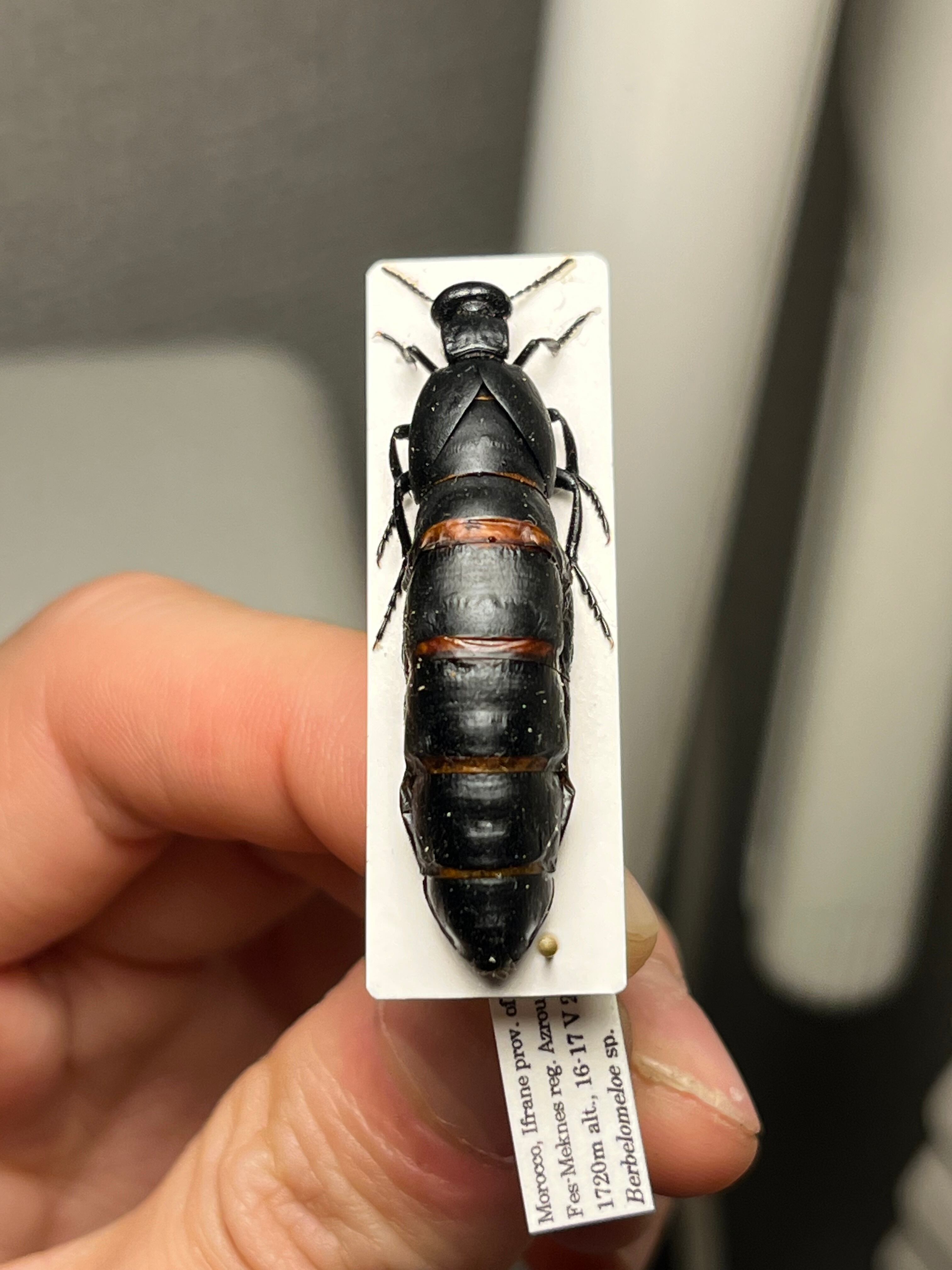 36mm】ツチハンミョウ モロッコ産 オサムシマイマイカブリ 昆虫標本