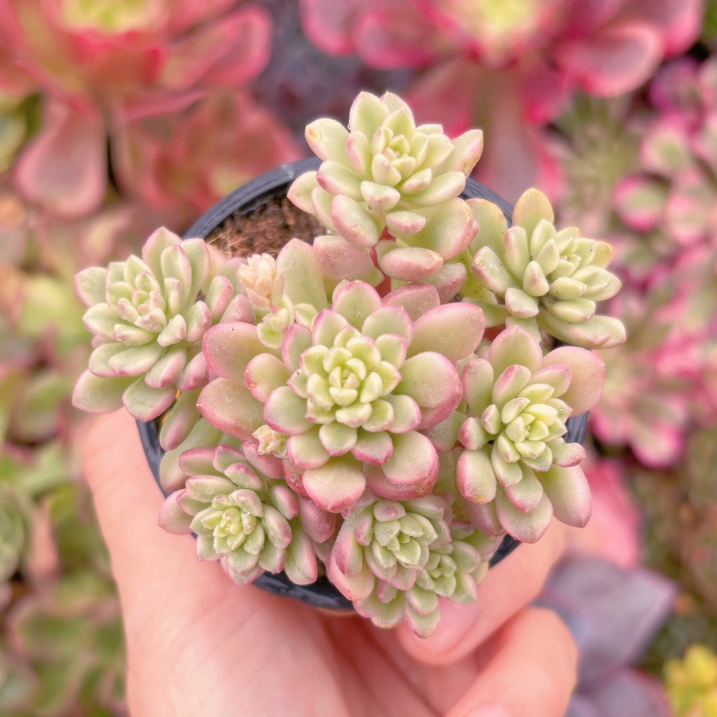 現品　ジョイスタロック錦#A021　群生　新入荷　るる農園