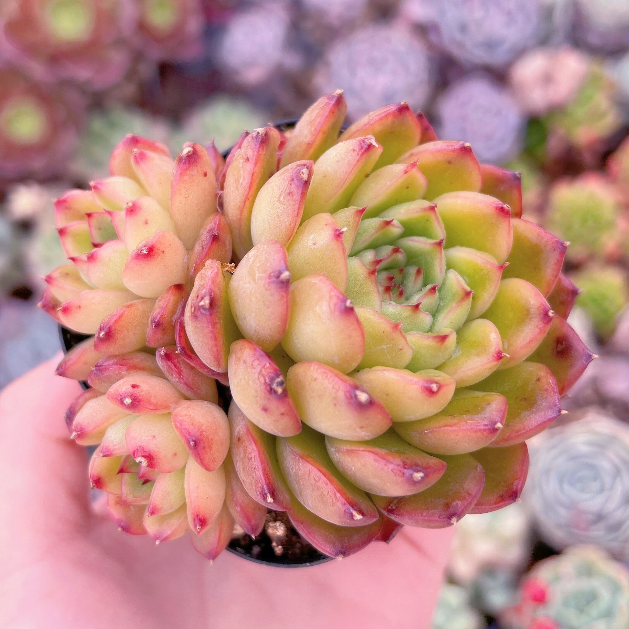 現品　閃光#832　群生　るる農園