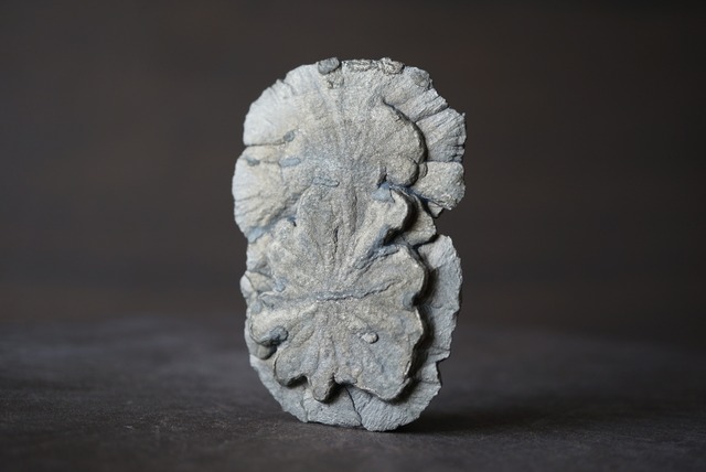 パイライトサン  Pyrite Sun 1060