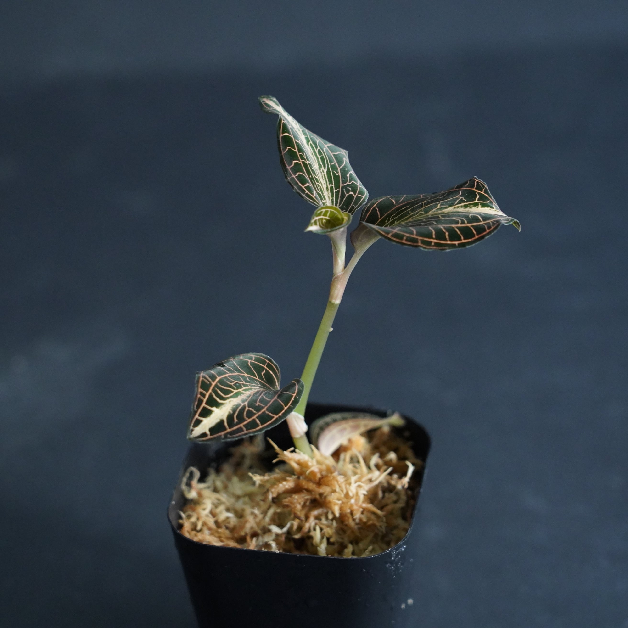 ◇現品◇アネクトキルスsp. Nan Red Vein× Anct.siamensis 
