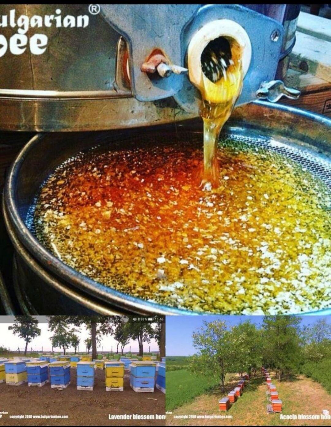 450g菜の花 生はちみつRapeseed Honey ブルガリア産はちみつ | GeoBiz