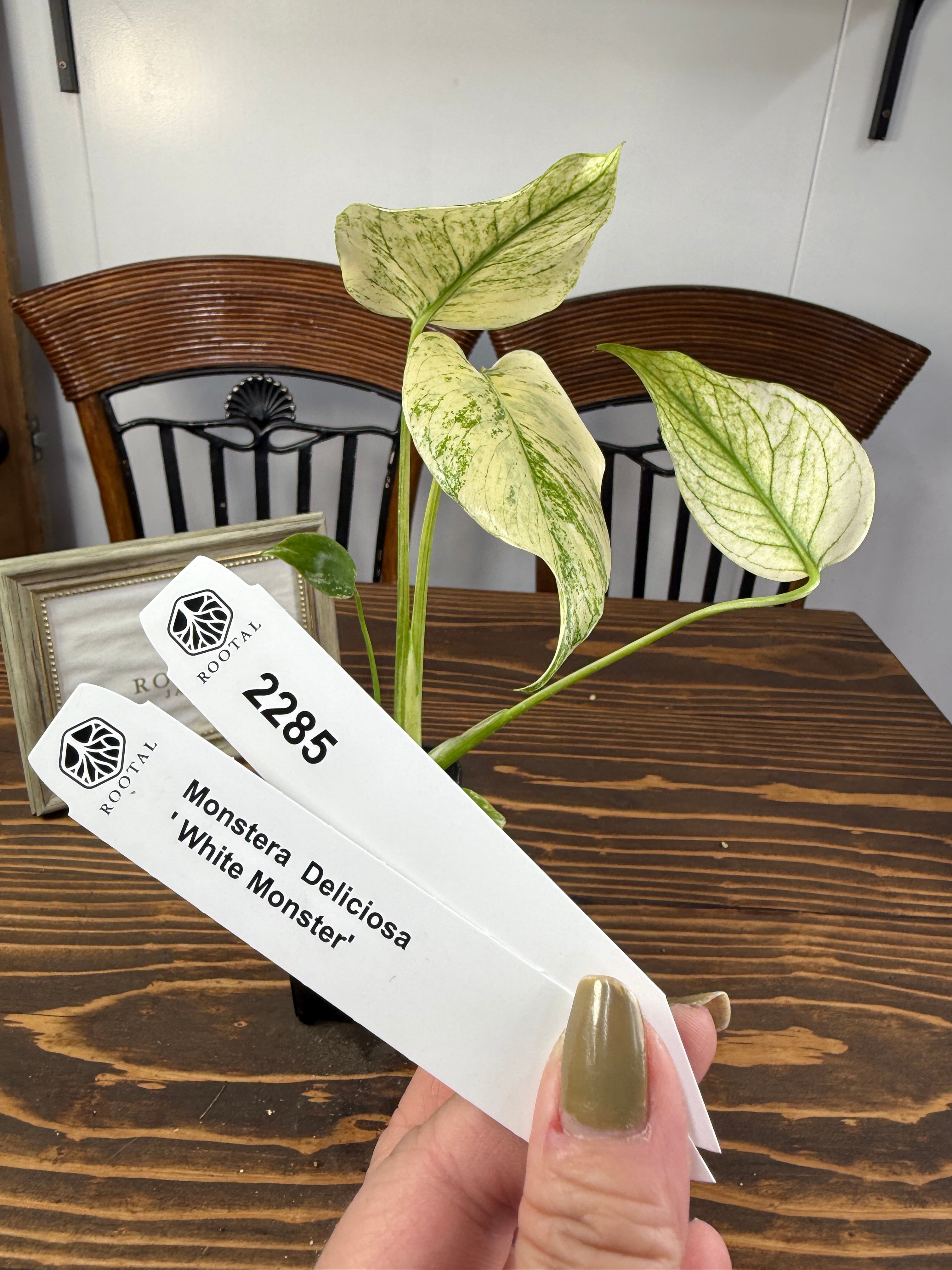 モンステラ | ROOTALPLANTS