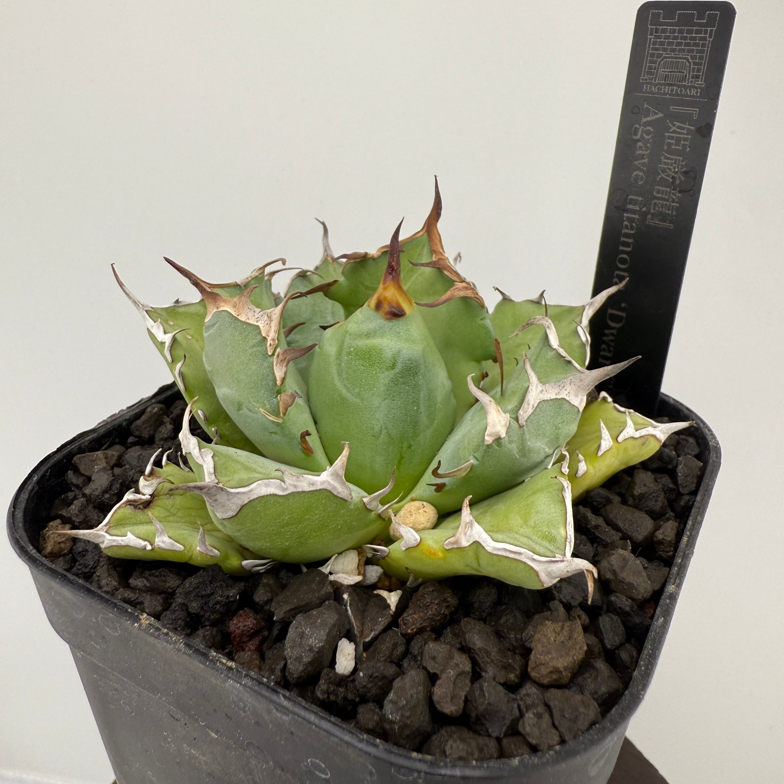 No.01 姫厳竜 Agave titanota