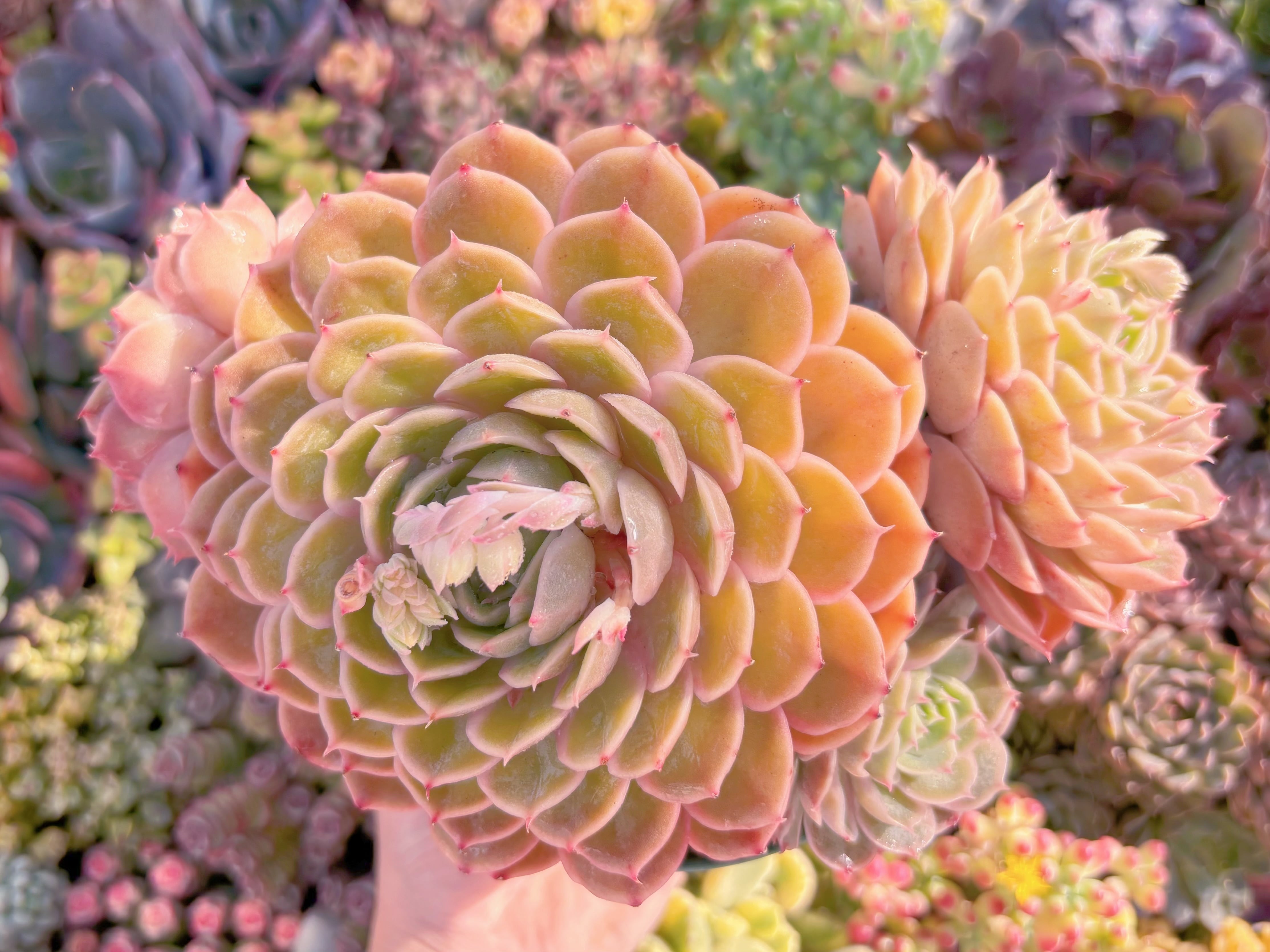 現品　オンスロー#092　大群生　新入荷　るる農園