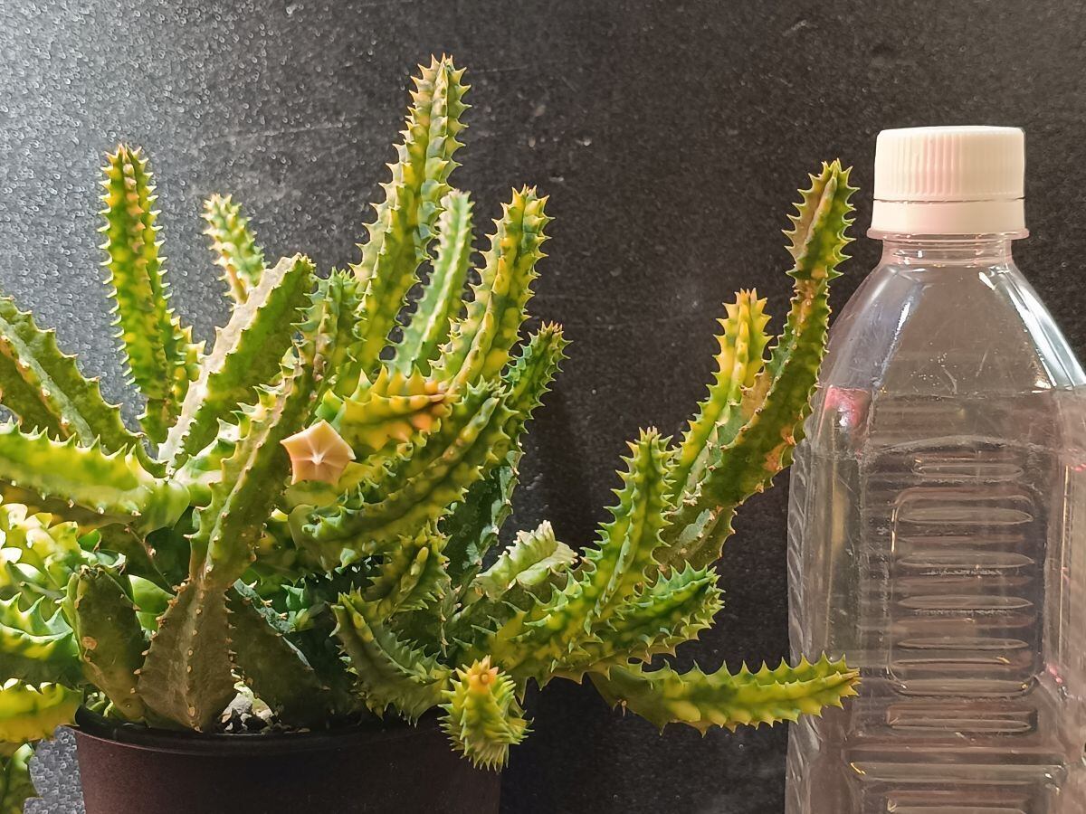 Huernia zebrina variegata フェルニア ゼブリナ錦 | サボテンと多肉