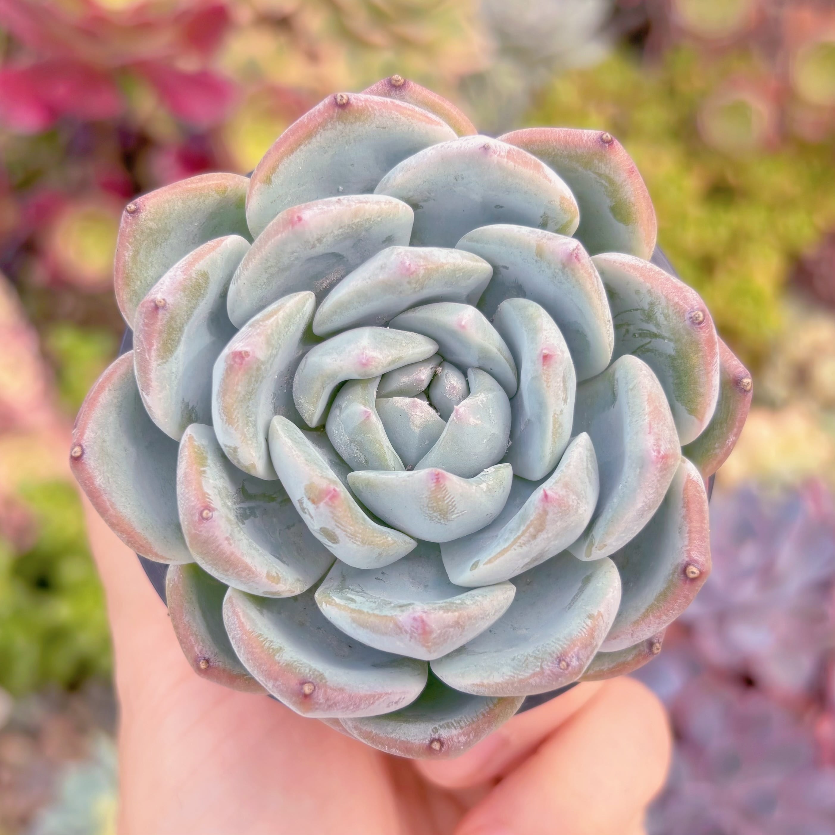 現品　ニューボア#799　るる農園