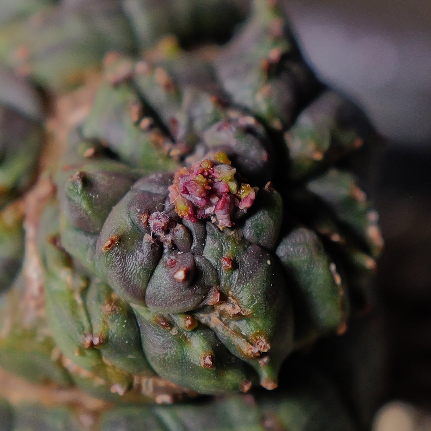 超厳選株】超異型 成長点3点 円扇石化 マイクロオベサ