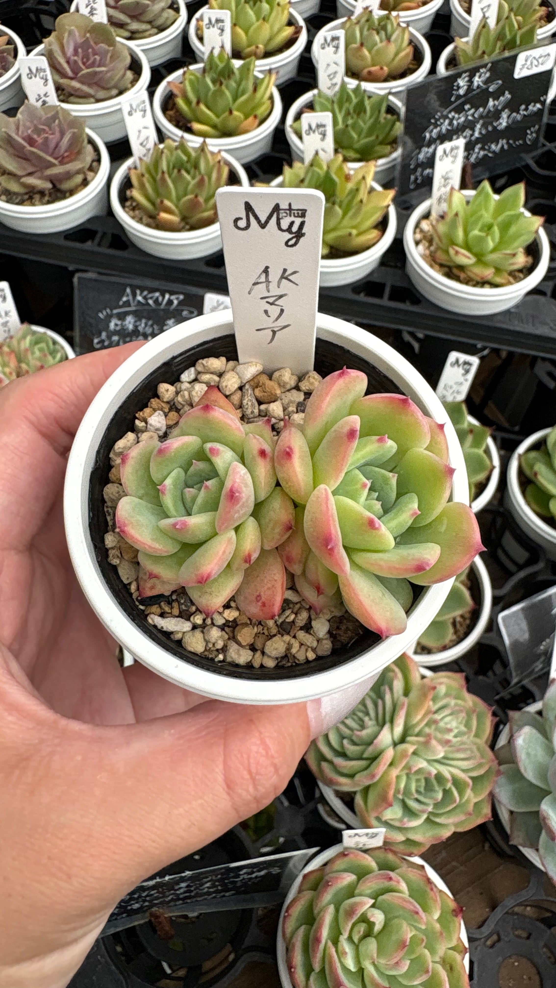 多肉植物専門店MYplus