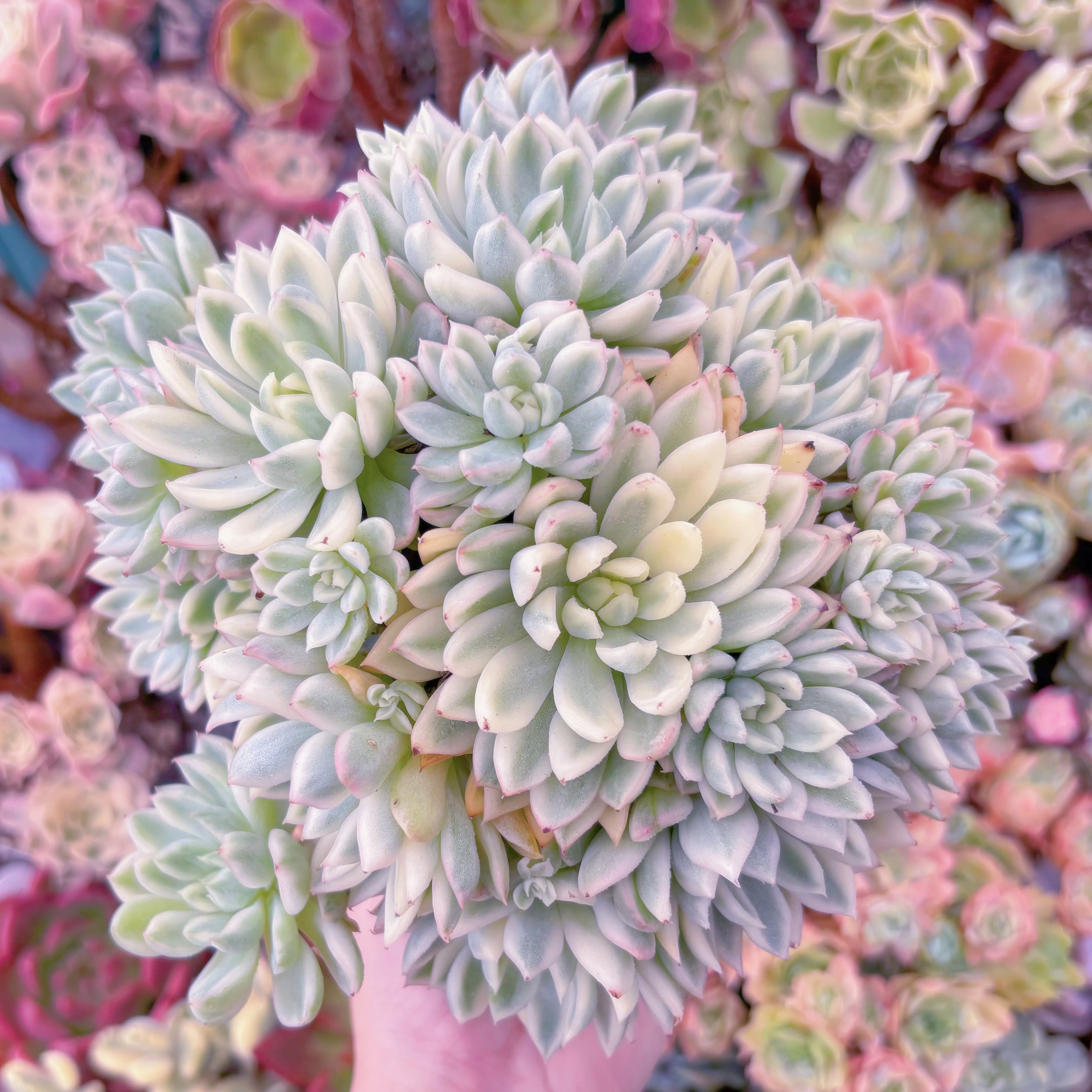 現品 女雛錦#595 特大群生 るる農園 | るる農園~多肉植物専門