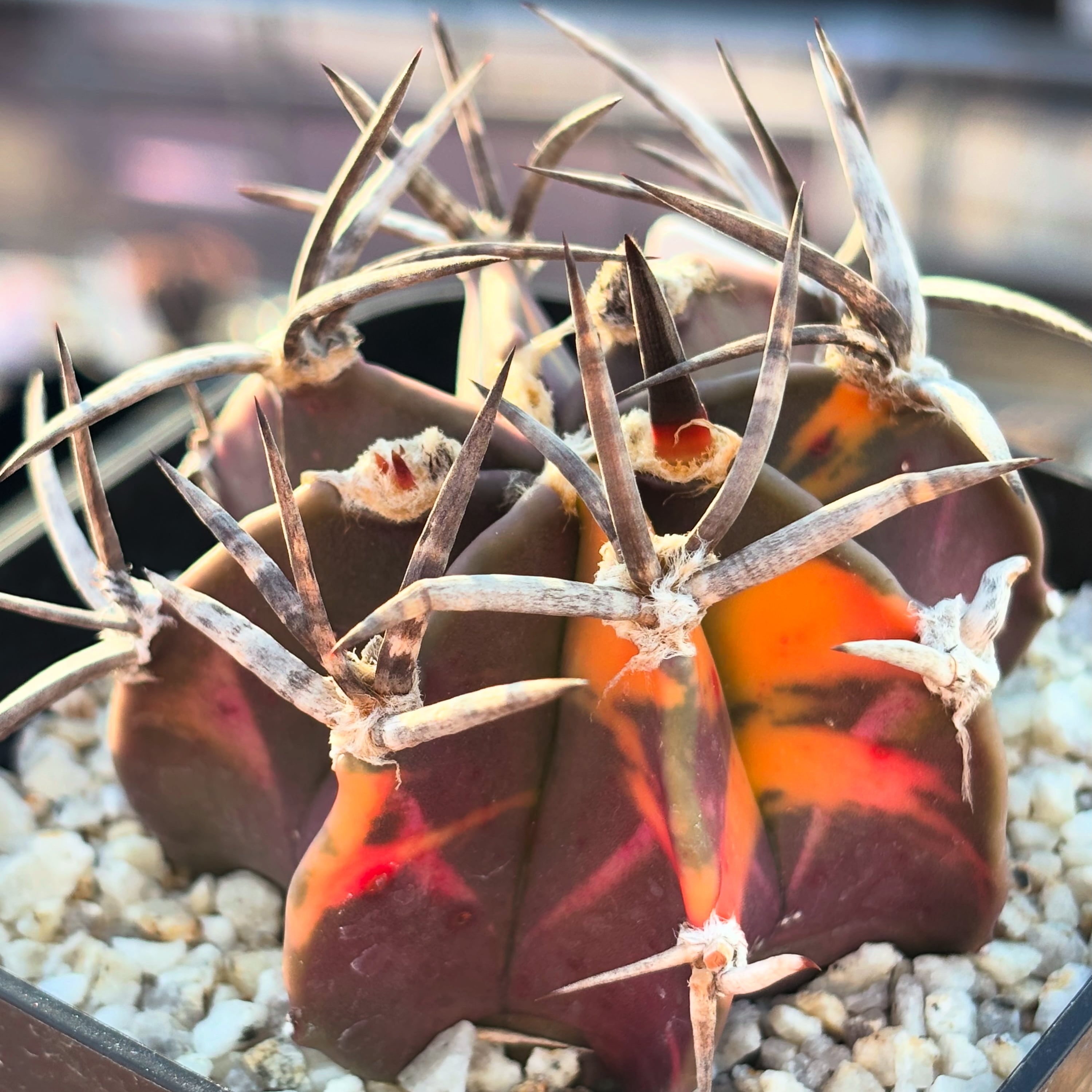 種子】Astrophytum capricorne v. crassispinum アストロフィツム 水牛