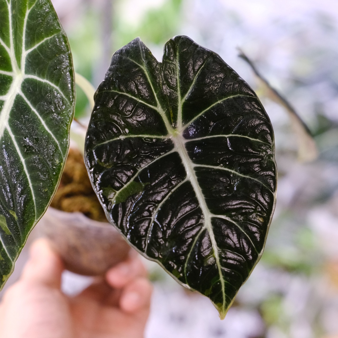 【斑入り】アロカシア ブラックベルベット⑤ / Alocasia reginula 'Variegated'│観葉植物
