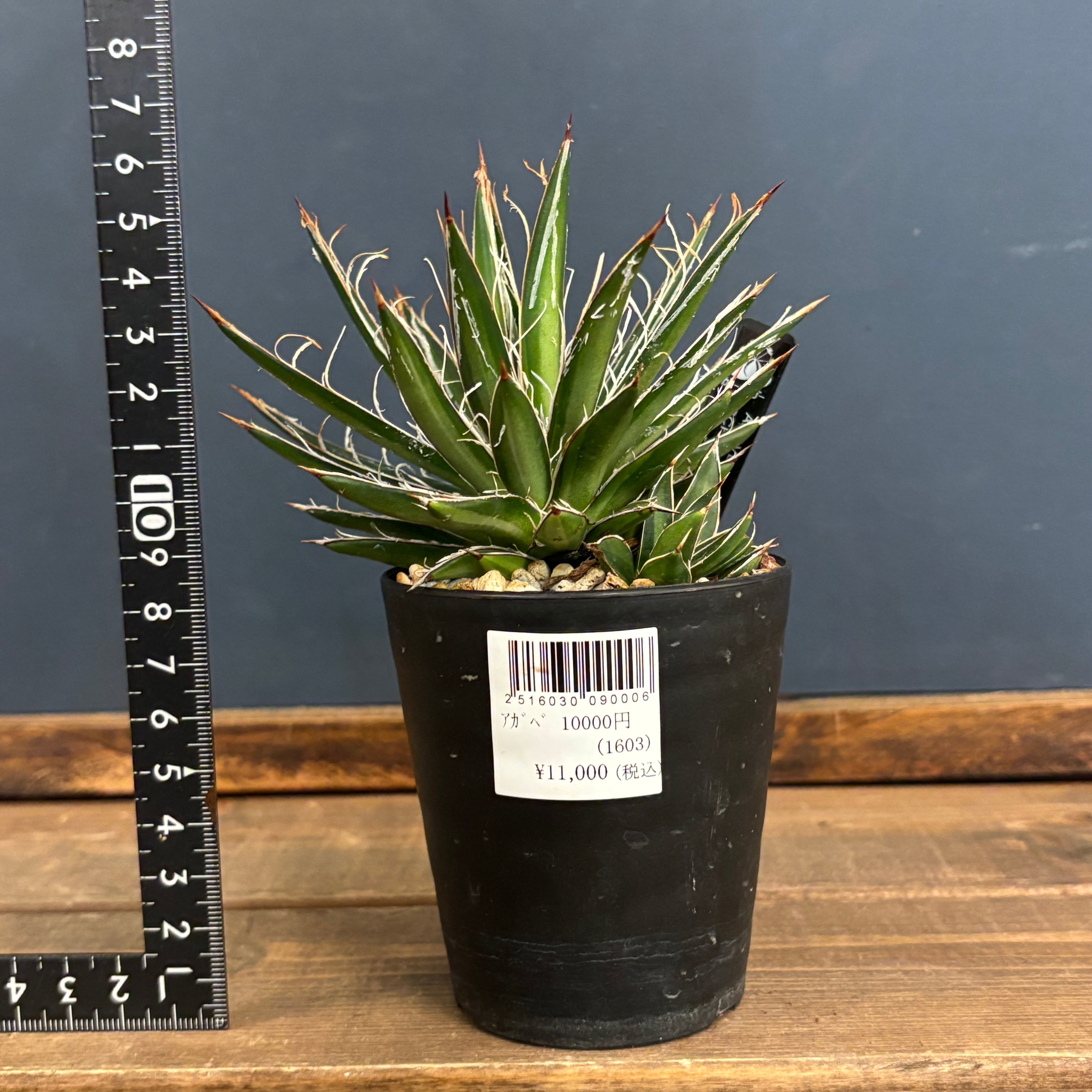 アガベ シジゲラ SUNDANCE【555】 | PROTOLEAF プロトリーフ