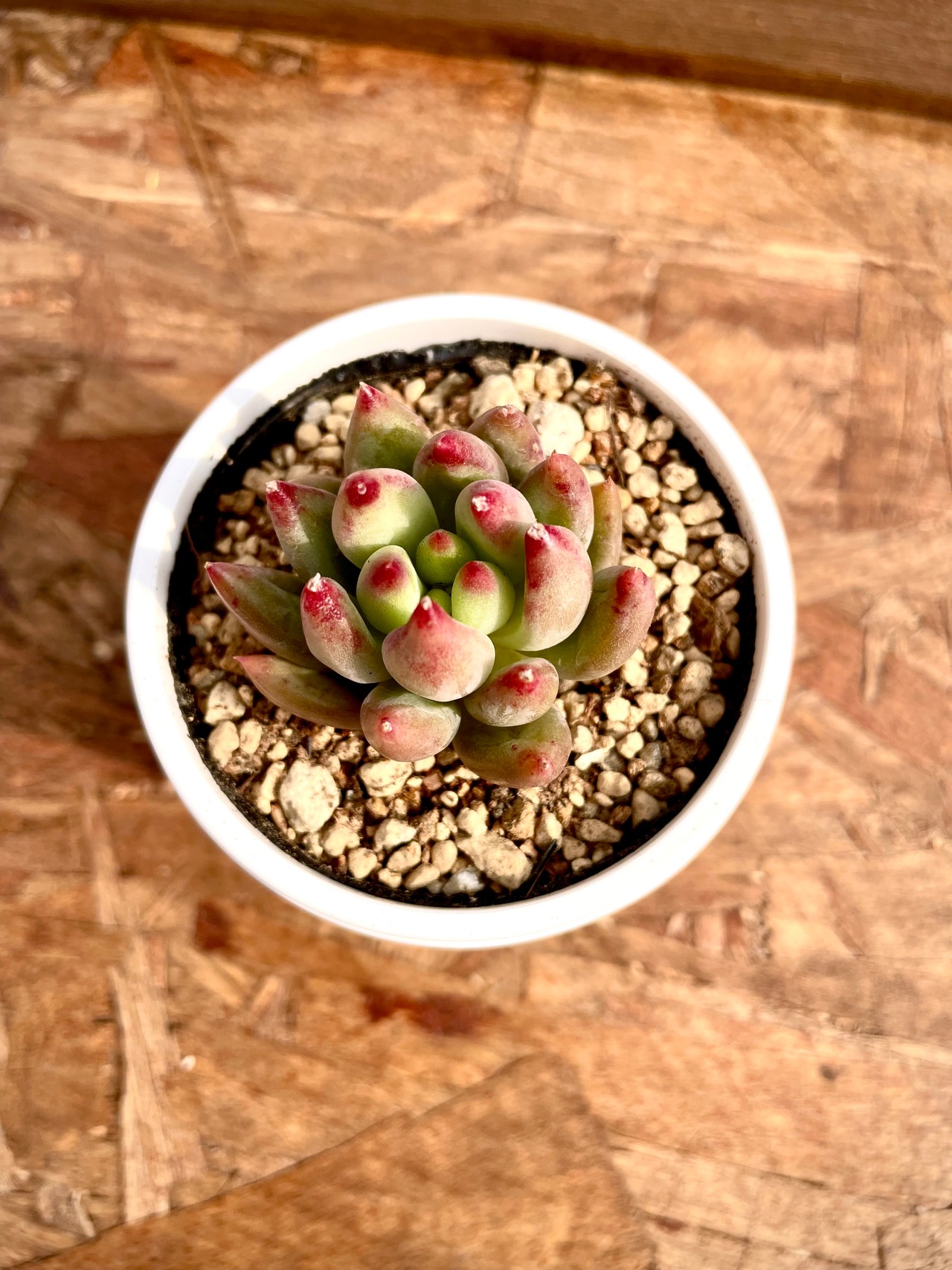 多肉植物❗️新品種❗️コーンポピー❗️ | 多肉本舗 ＊多肉植物＊