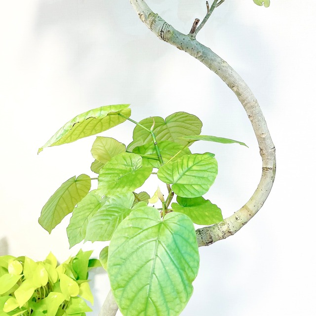 フィカス ウンベラータ 曲がり 8号鉢 150cm 観葉植物 calm cafe