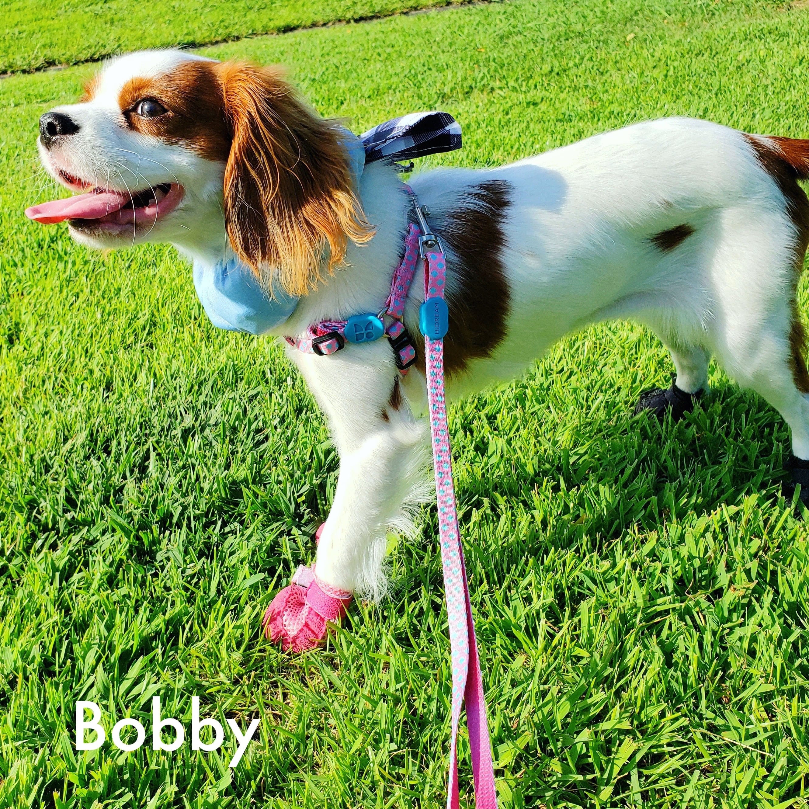 4KG以下の子】軽量1cm幅 HiDREAM ハーネスリードセット | ペット用品