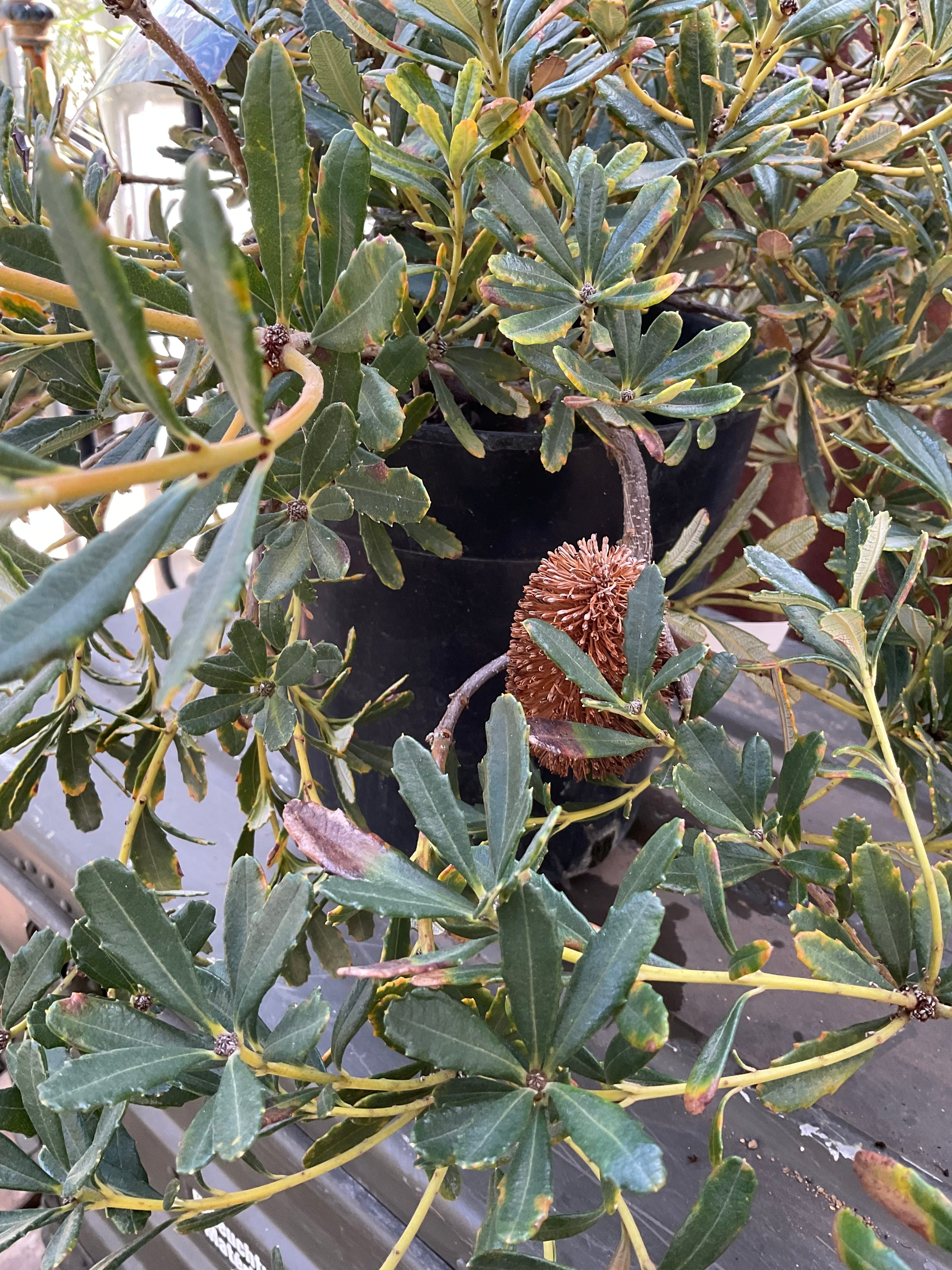 バンクシア・パラドーサ ドワーフジンジャー② | 沼ノ上農園