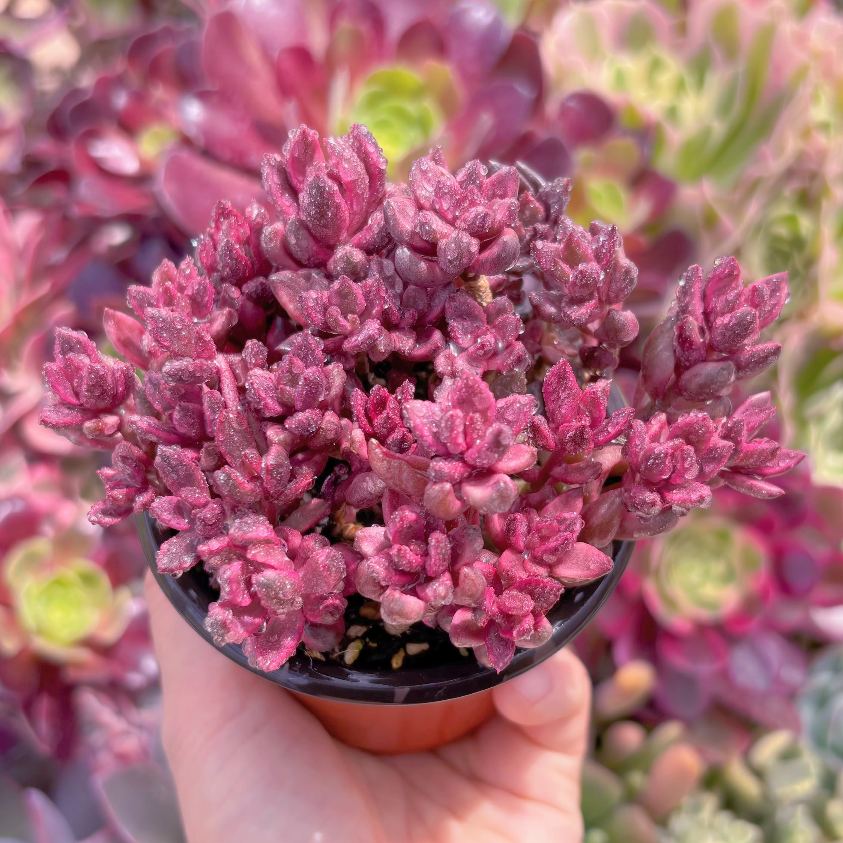 現品　チョコレート錦#F060　るる農園