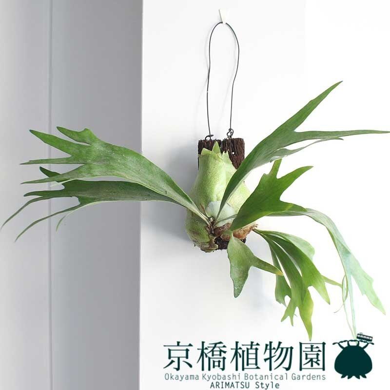 ビカクシダ mskzsgym ビカクシダ5点セット②