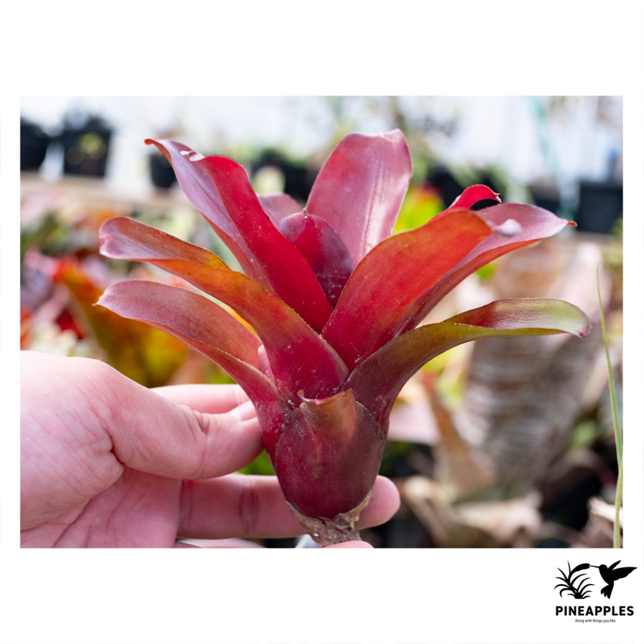 Neoregelia 'Fireball' (Old Type) - 1