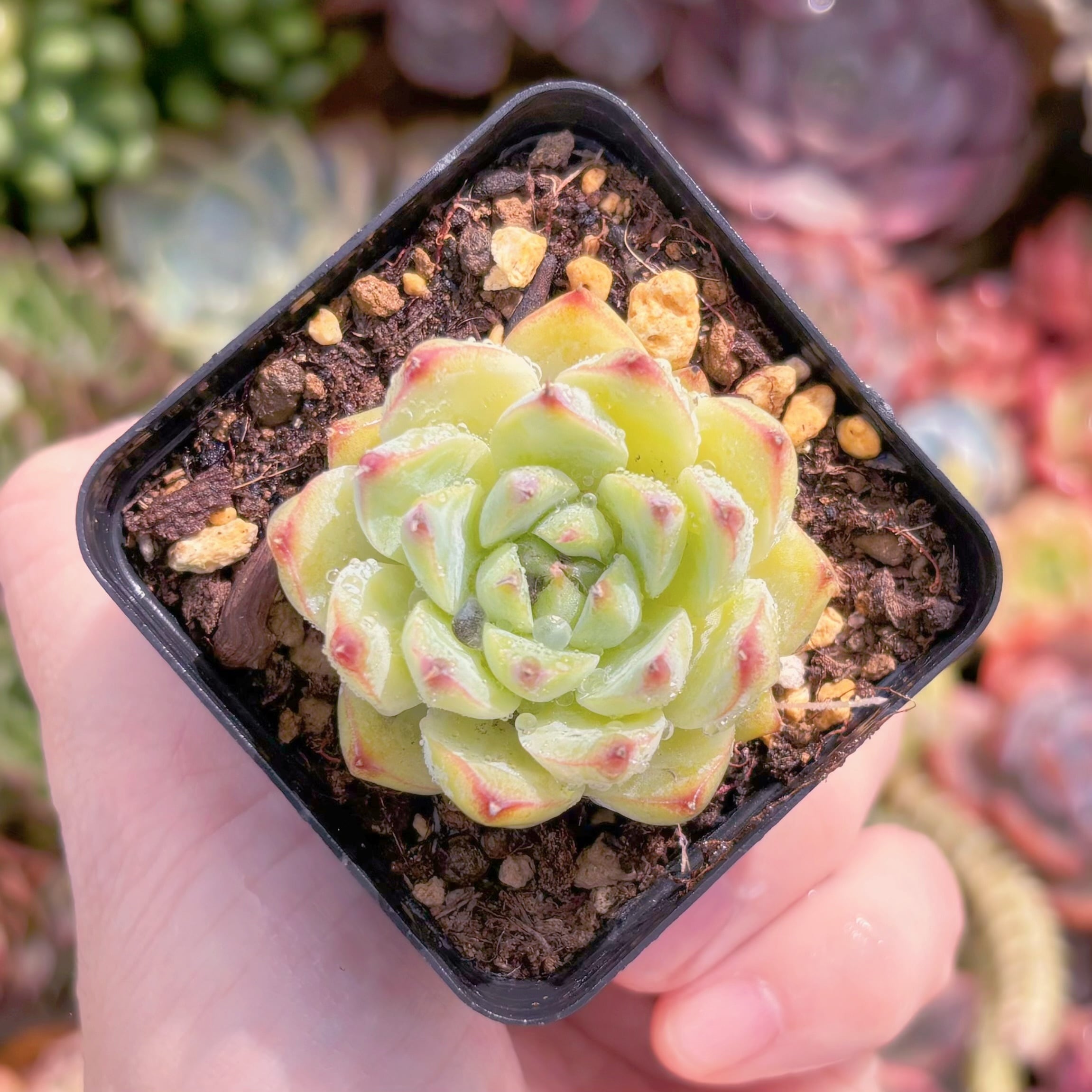 現品 白月影xチワワ#B63 るる農園 | るる農園~多肉植物専門