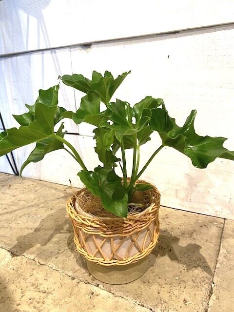 フィロデンドロンセローム陶器鉢植え込み発送 フィロデンドロンセローム陶器鉢植え込み発送