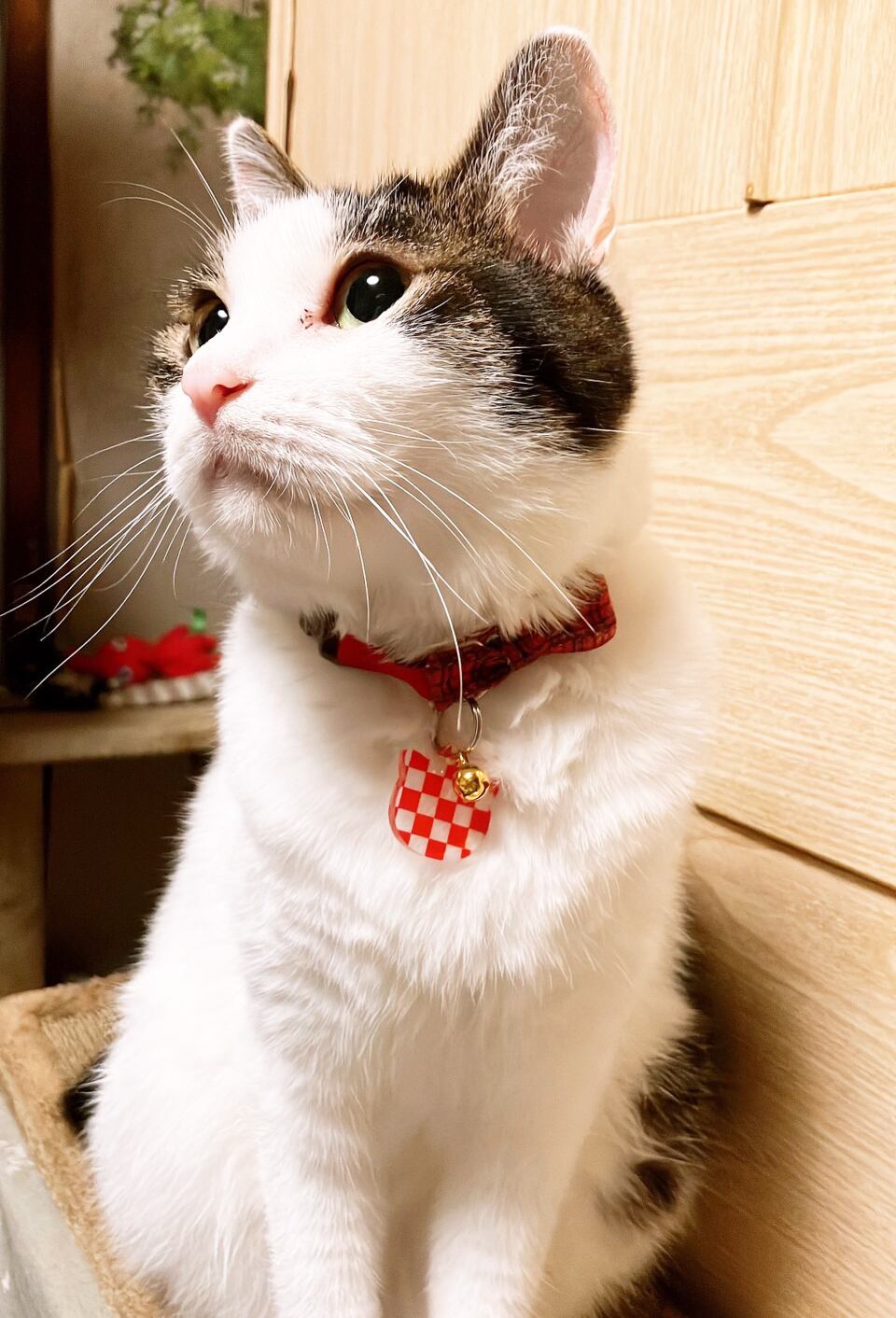 猫ちゃんとお揃いできる！ねこチャーム＆ねこピアスセット 全8種