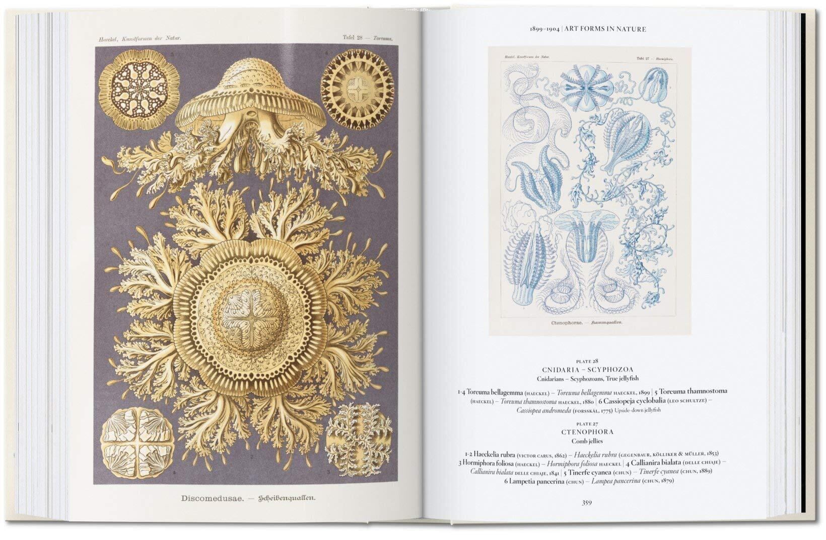 【新品】Ernst Haeckel / Taschen エルンスト・ヘッケル Amazon.co.jp: 洋書 The Art and Science of Ernst Haeckel