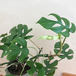 観葉植物　ヒメモンステラ