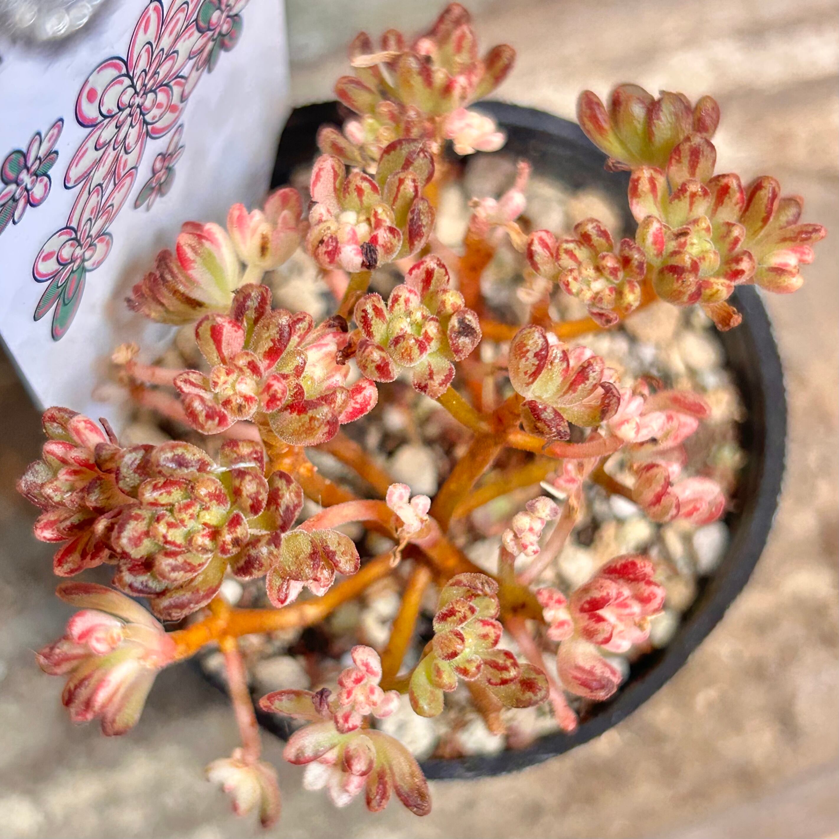 錦 | RuPo 多肉植物専門店