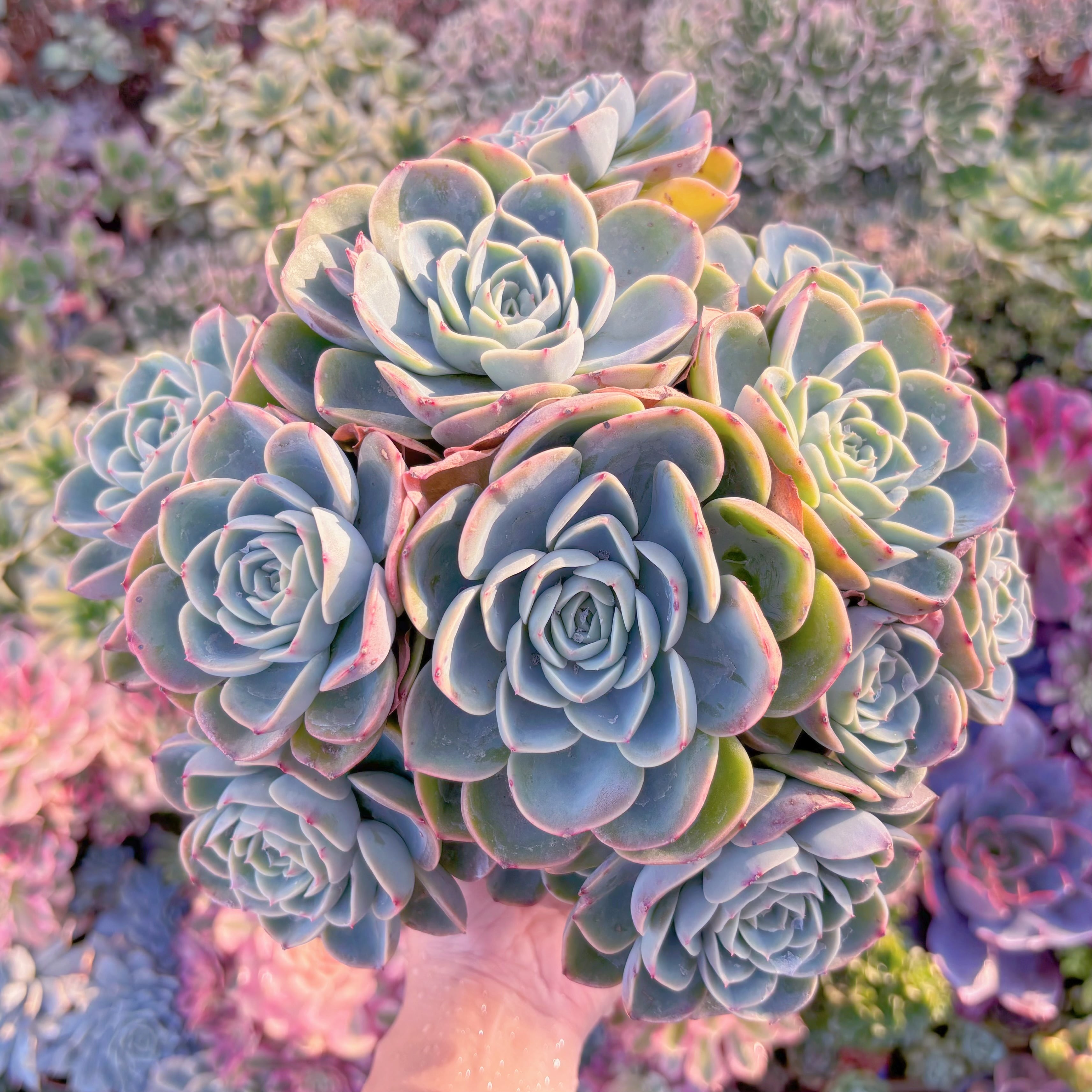 現品　メロン#A025　特特大群生　新入荷　るる農園