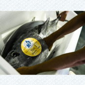 【みやび鮪】たたき 600g(200g×3P)