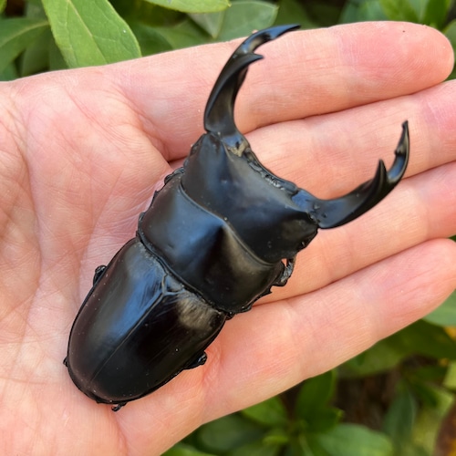 【美形・新成虫】佐賀県神埼郡神埼町産”オオクワガタペア(♂79mm) # 815311−101