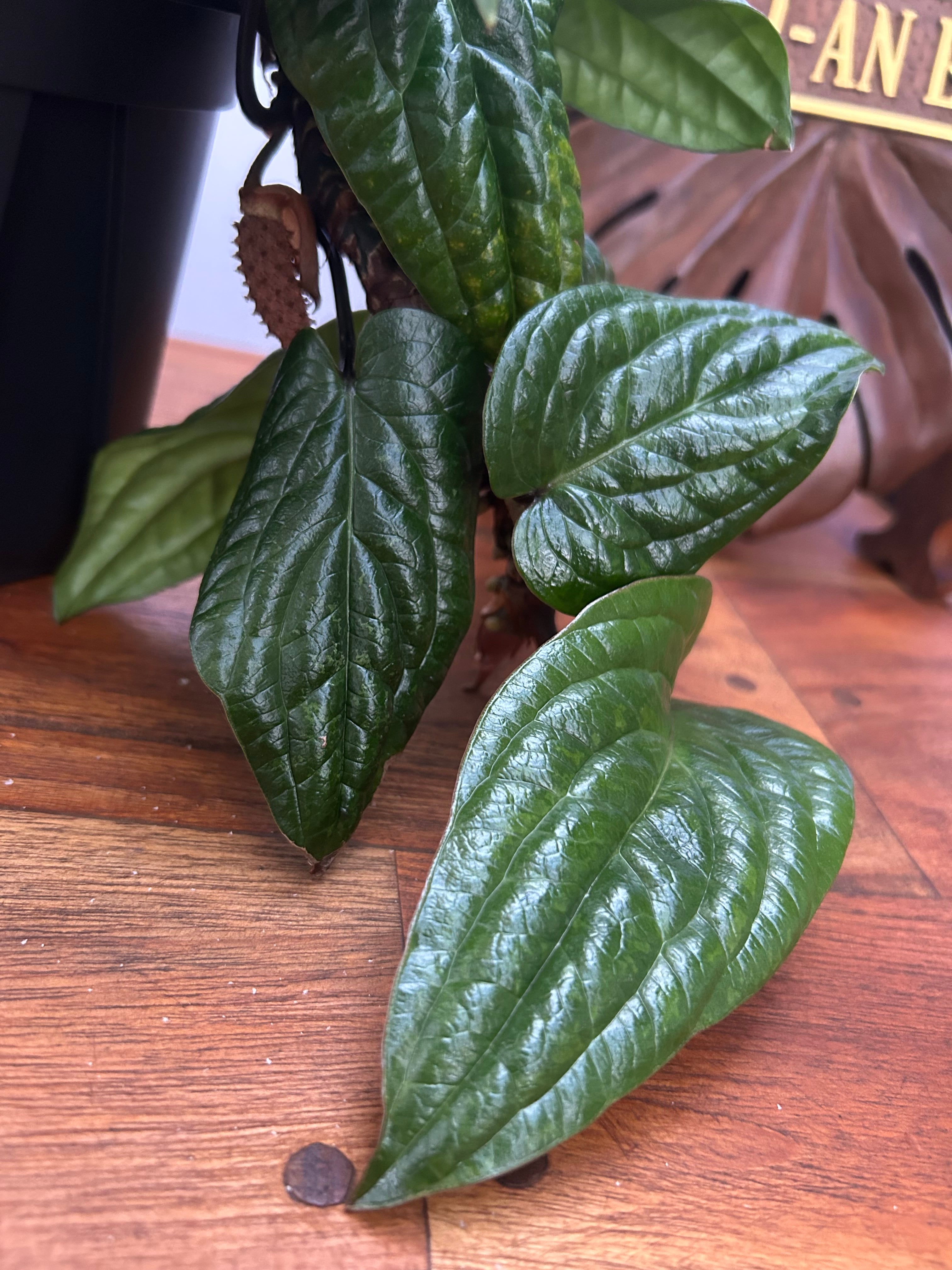 Anthurium | BA PLants