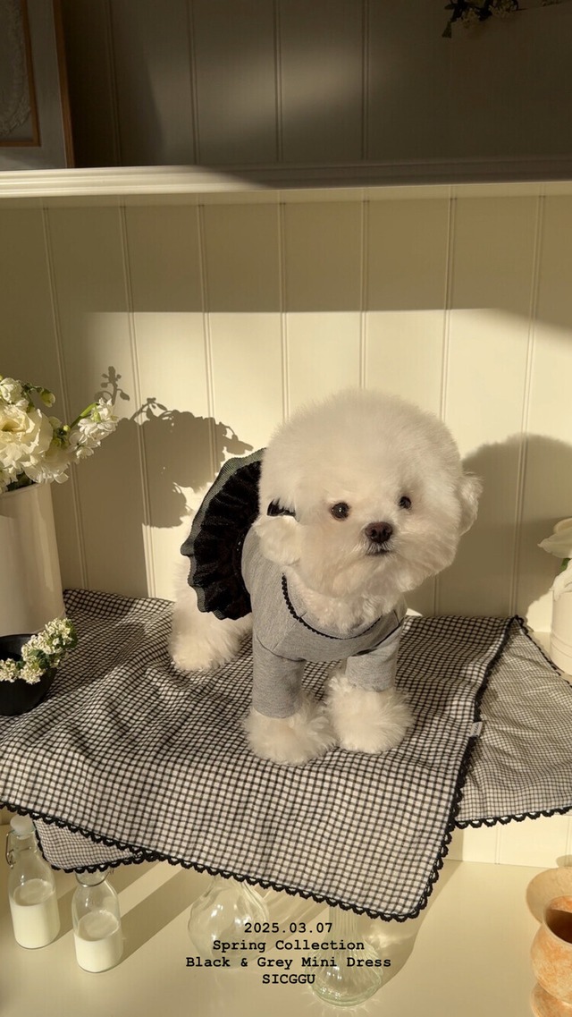 〈即納アイテム〉SICGGU ブラック&グレイ ミニドレス