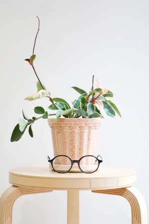 【S】ホヤ リップカラー/Hoya　