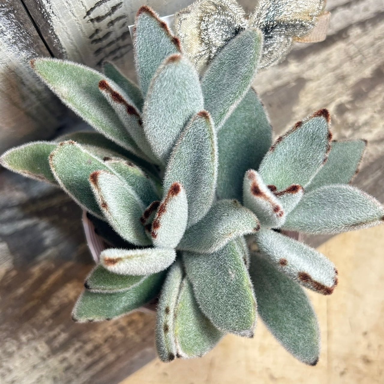 月兎耳 | RuPo 多肉植物専門店