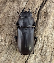 《メタリフェルホソアカ亜種finae 70mm ペア》