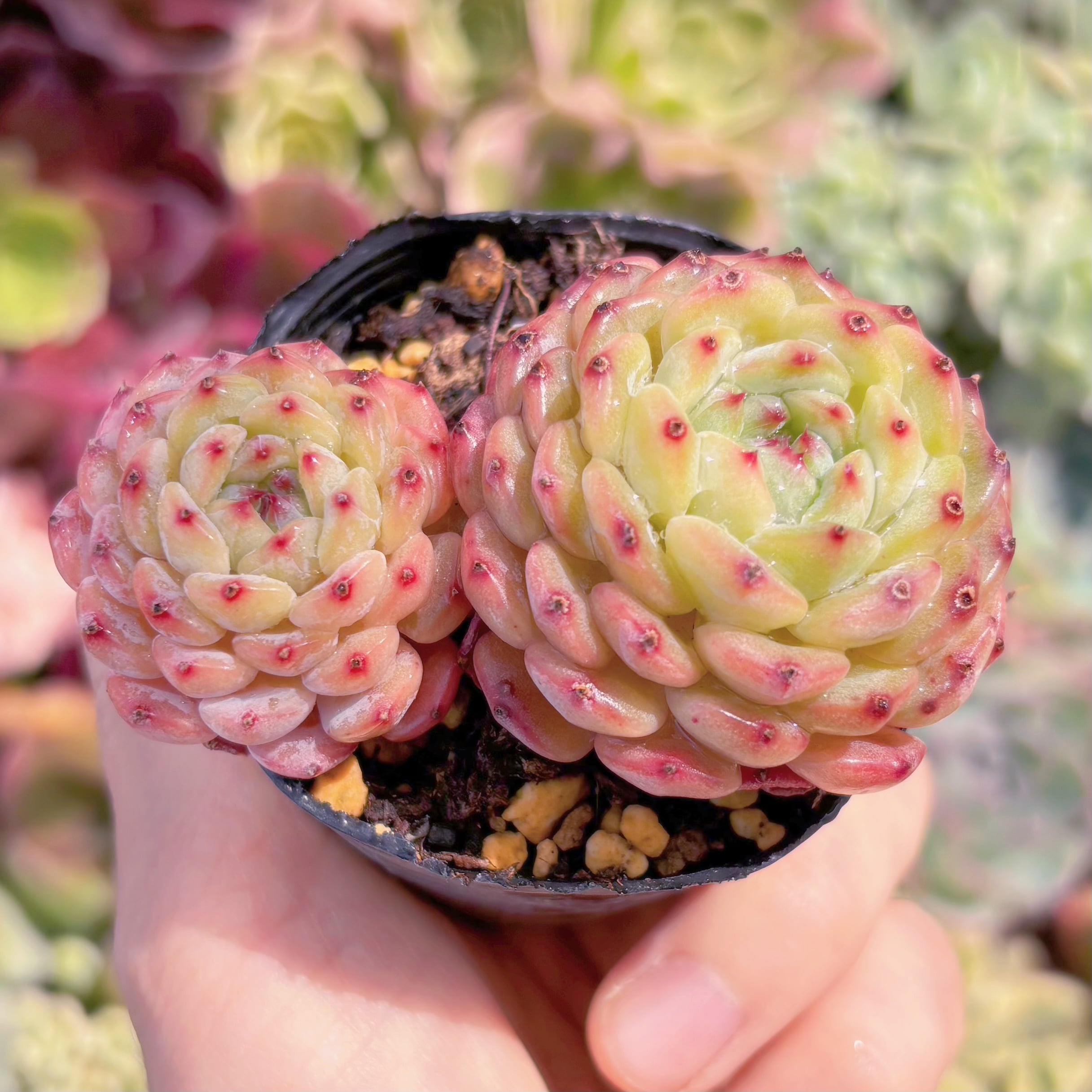 現品　ハニーベビー#914　るる農園