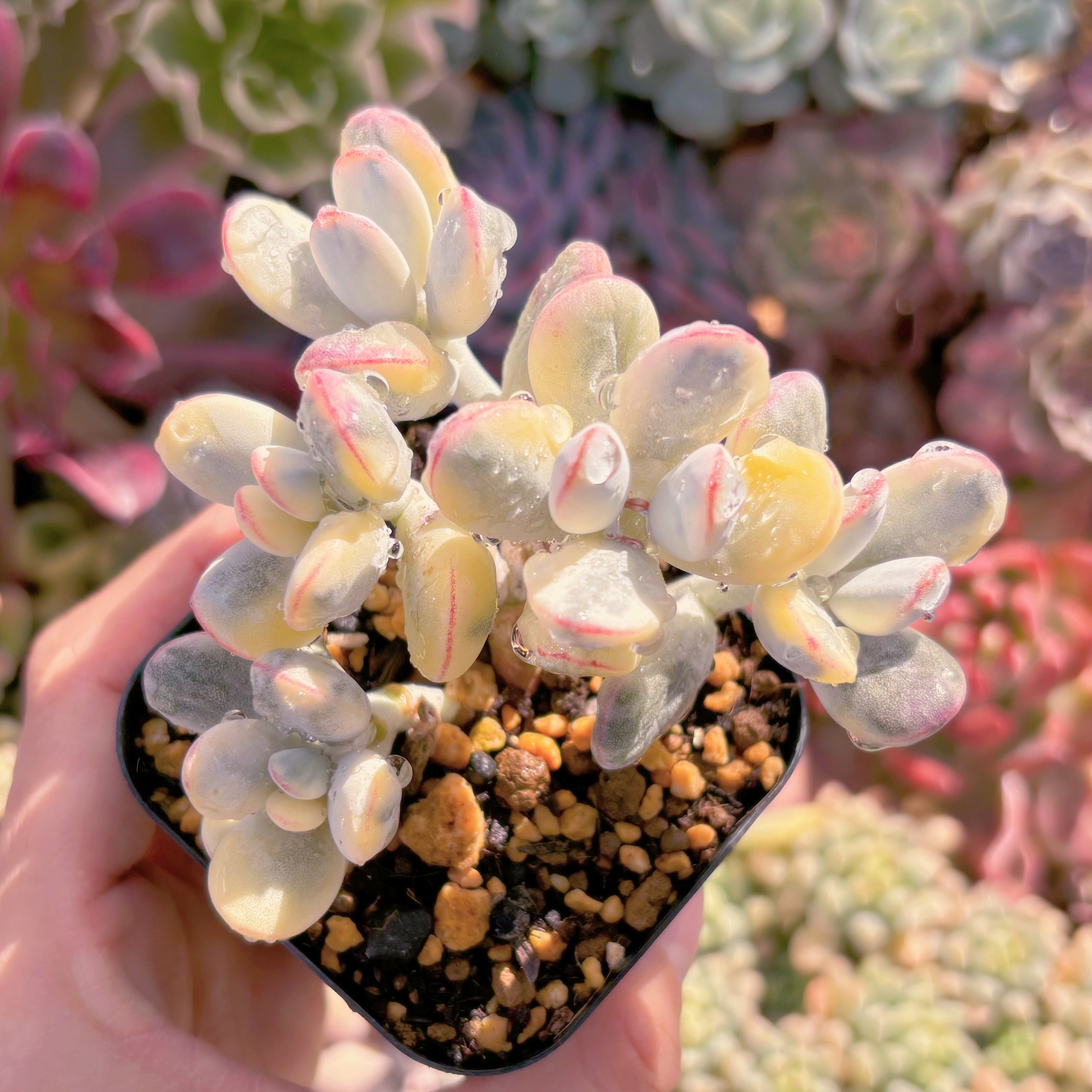 現品　達磨福娘錦#581　るる農園