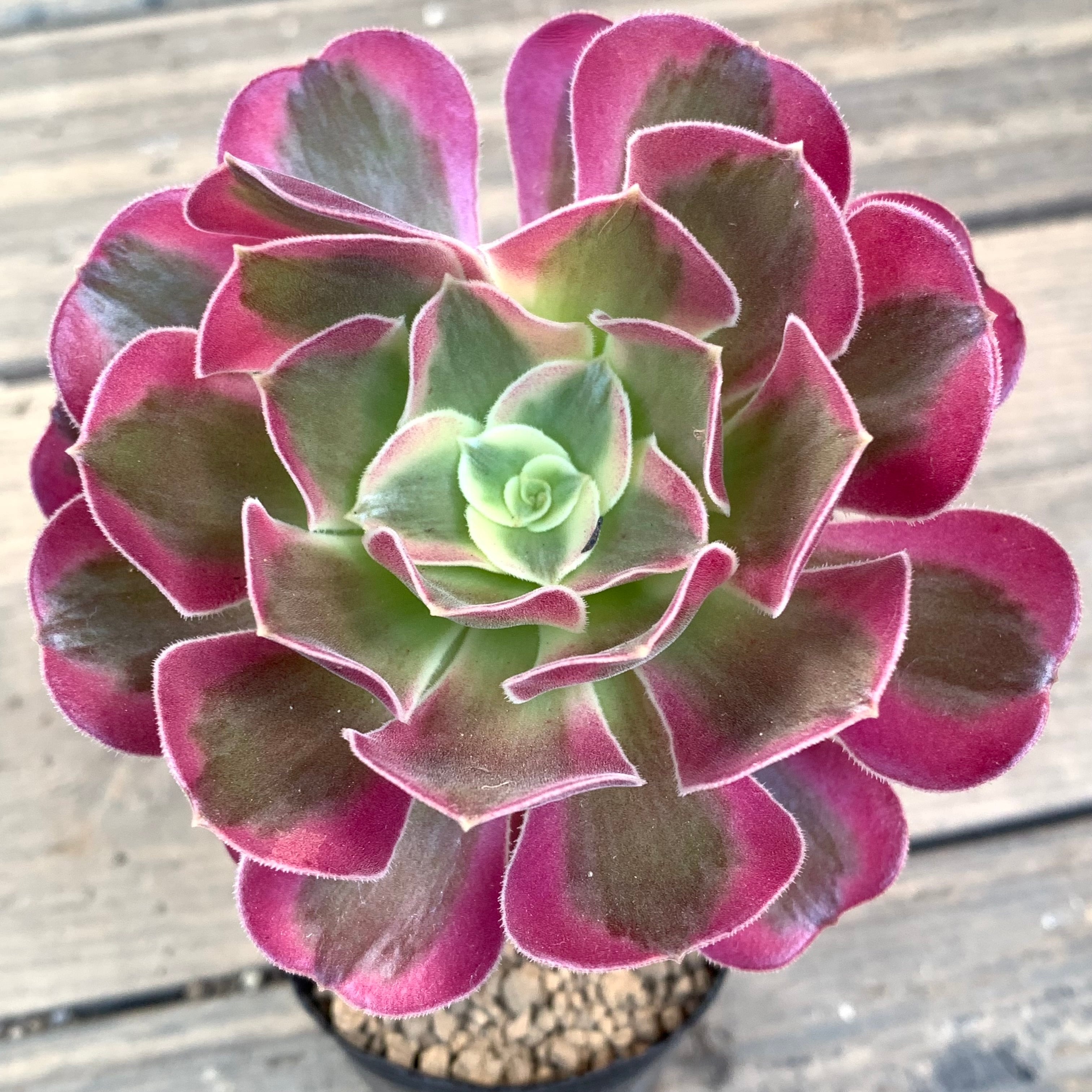 メデューサ(アエオニウム) | RuPo 多肉植物専門店