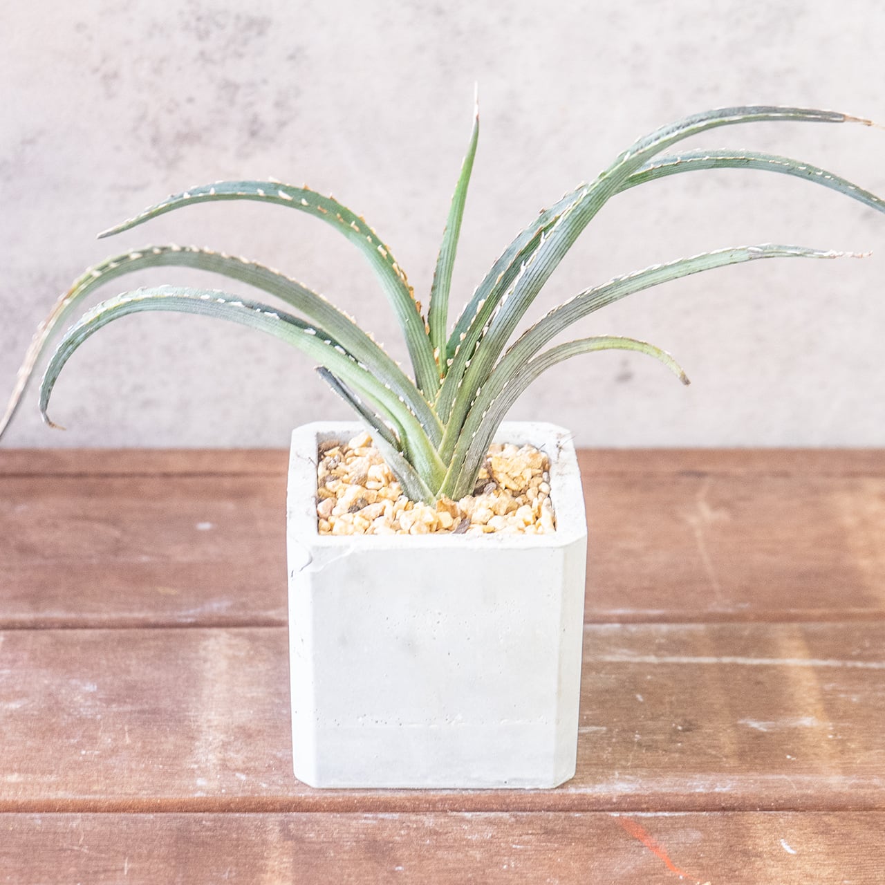 緩やかにカーブを描き放射状に伸びる葉が美しいキシロアカンサ。一株ごとの厳選仕入れだからこそ出会える、均整の取れた極上のシルエット。｜虫発生抑制｜送料全国一律850円