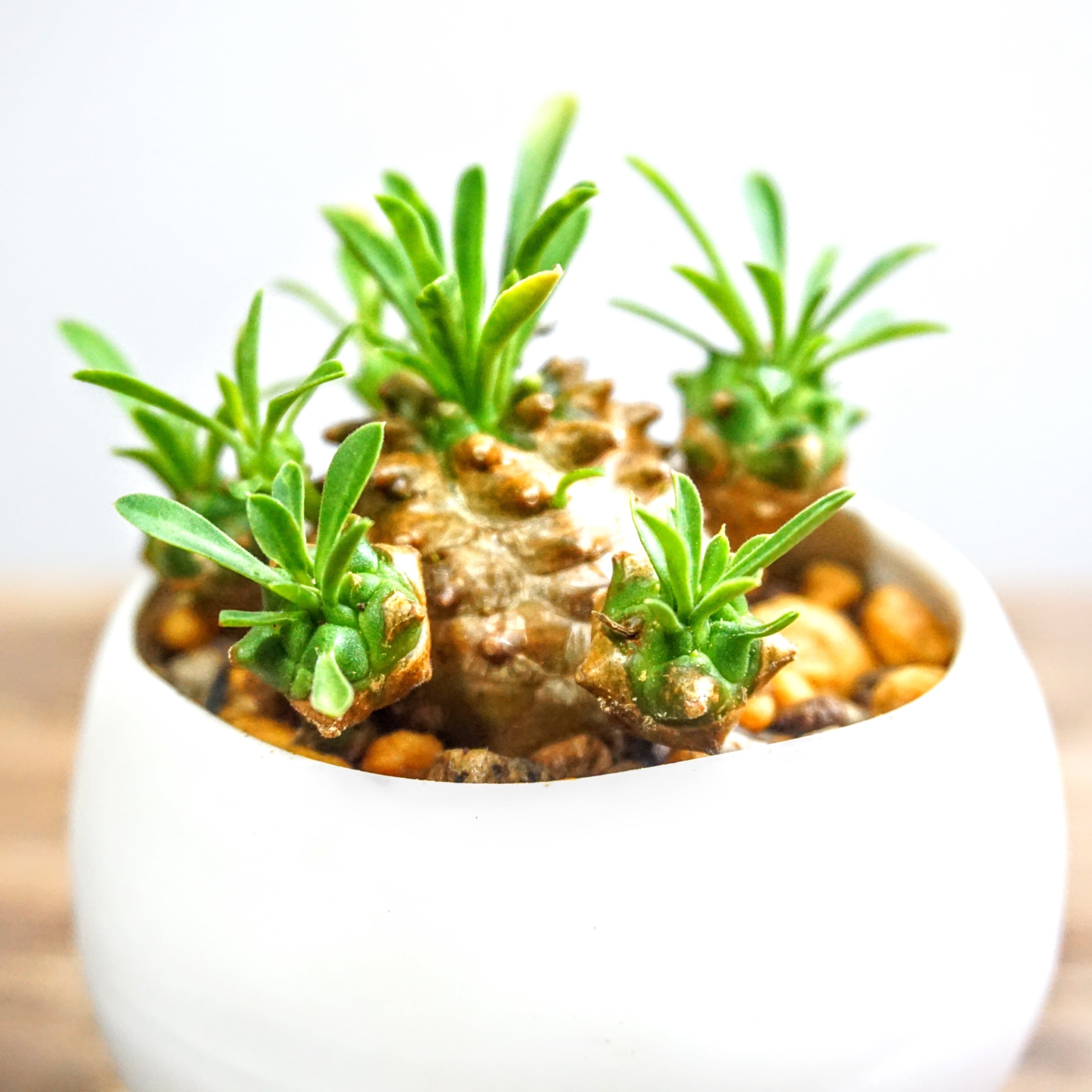 ユーフォルビア 峨嵋山 多肉植物 ガビサン Plants Link